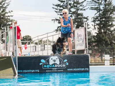 dogs dock diving competition