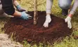 Closeup of two people planting a tree