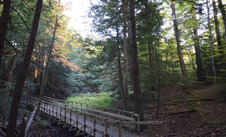 Bridge at Grants Woods Loop Trail, outside of Orillia