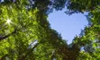 One point perspective (looking up) of trees forming a heart against a blue sky