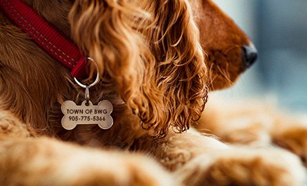 image of dog wearing collar with tag that says Town of BWG