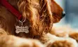 Up close photo of dog wearing a BWG Dog Tag