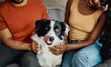 Dog sitting with owners on couch
