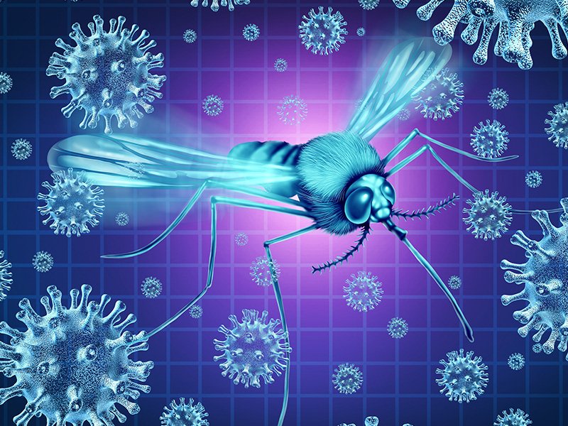 Graphic of mosquito with germs all around it