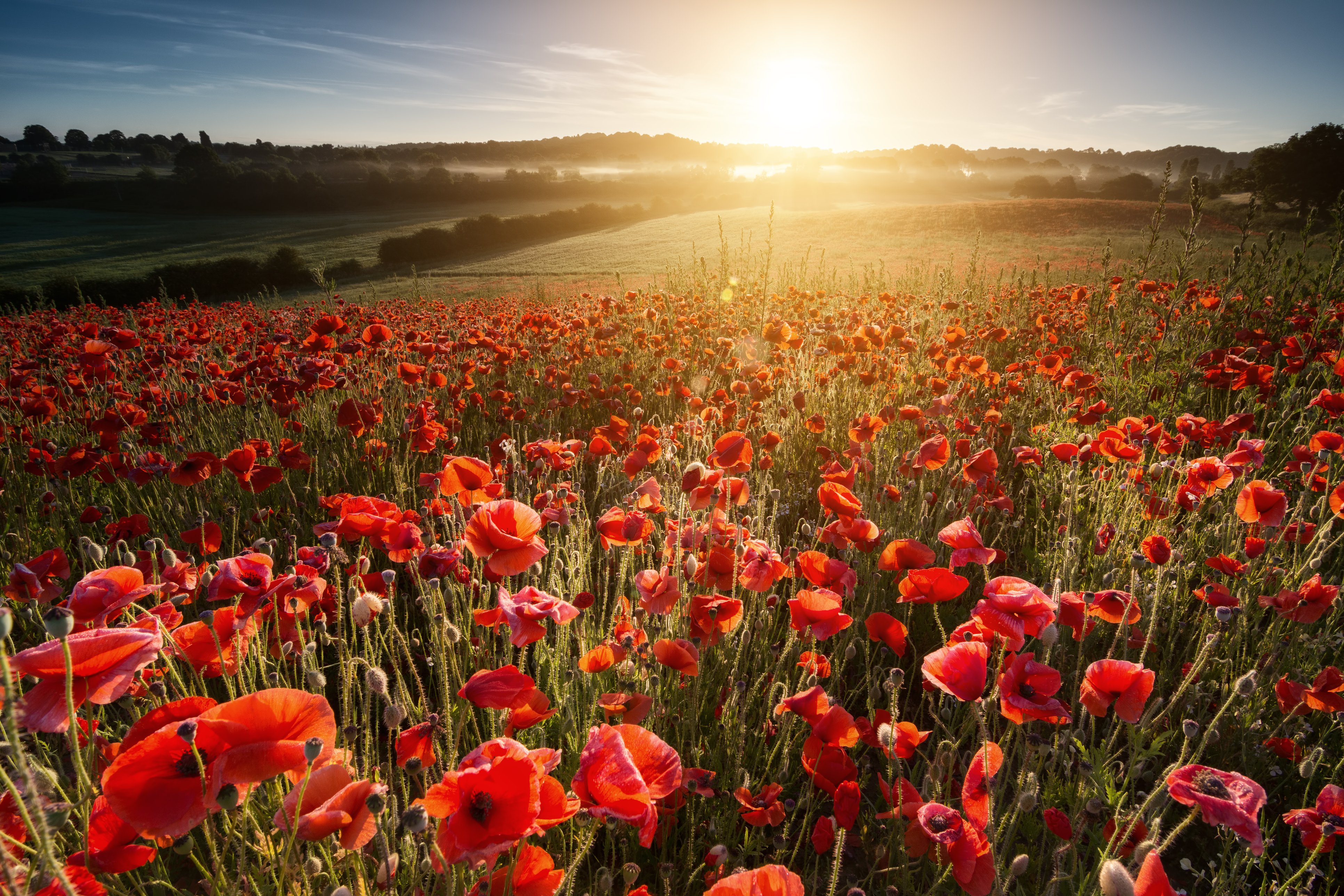 poppies in a field with sunshine