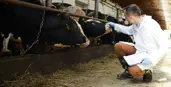 Livestock Investigator assessing a cattle farm