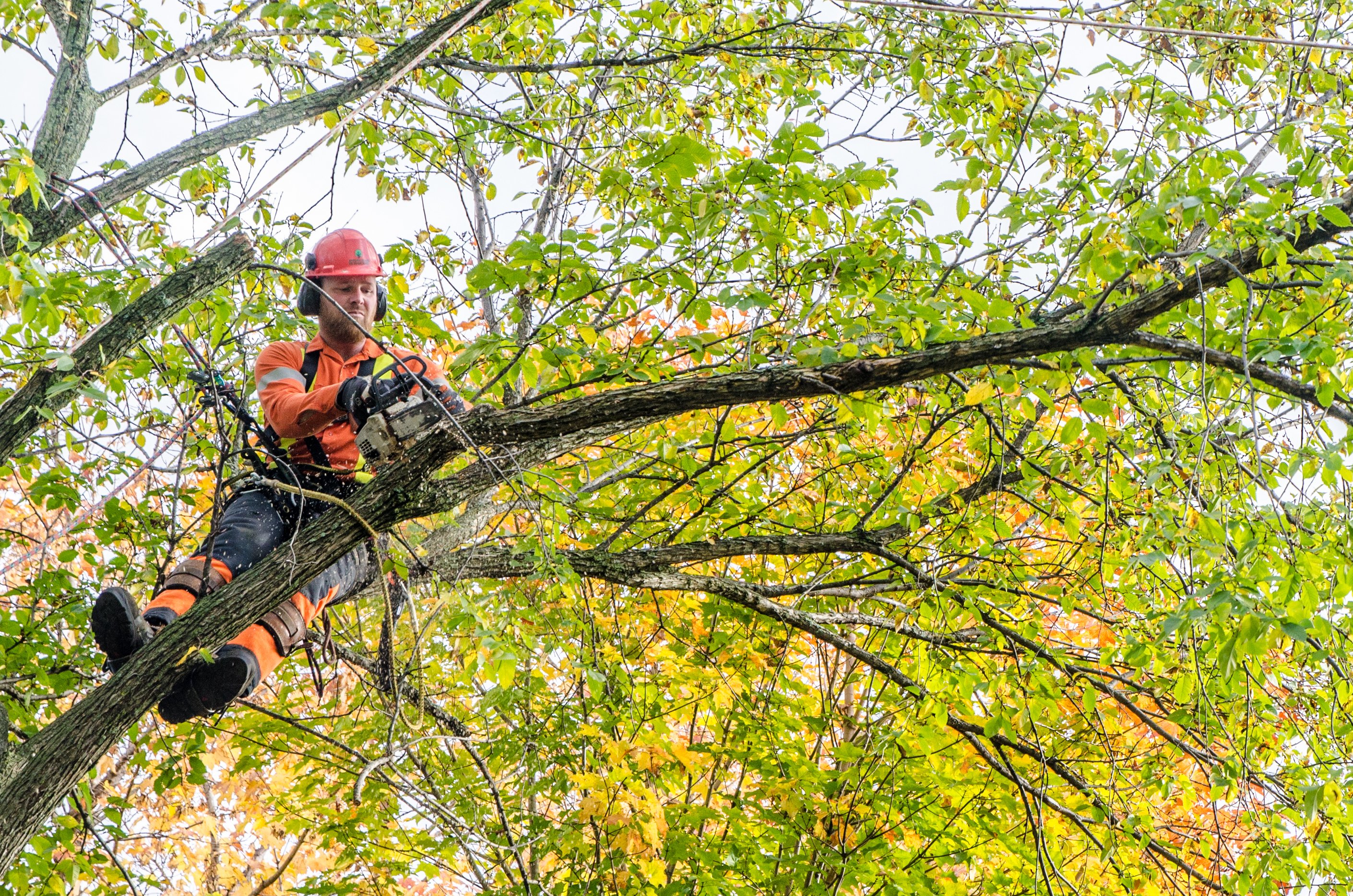 Arborist pruning a tree
