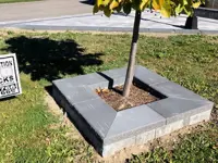 Image of tree on boulevard with stone border