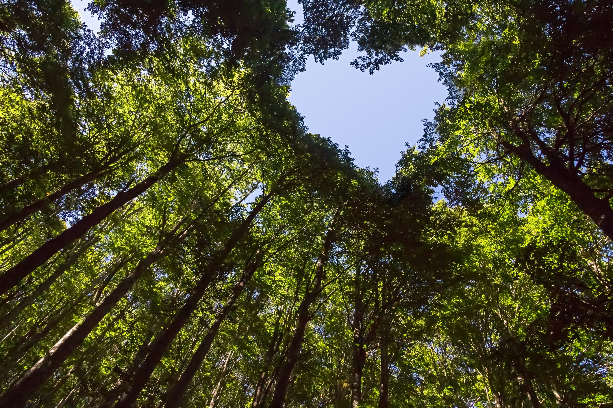 Image of trees in forest in the shape of a heart