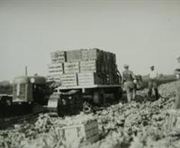 Harvesting lettuce at a farm in the Holland Marsh