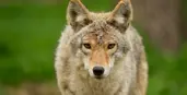 Coyote in a field
